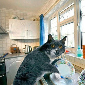 Household Cleaning & Cat Safety | What Every Owner Must Know