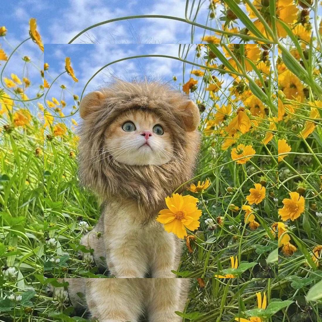 Best Must-Have Cat Accessories for Fashionable Cats in 2025