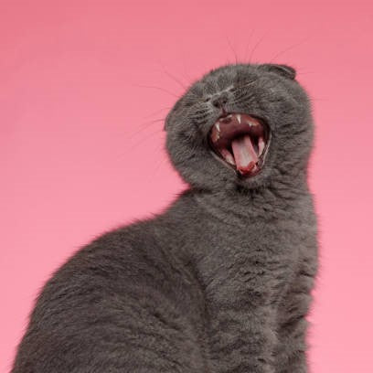 Cat Screaming — What It Sounds Like and What It Means