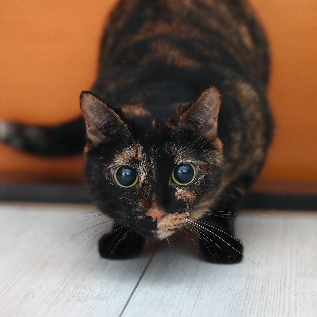 Is Your Cat Staring at You? What It Means in Cat Language