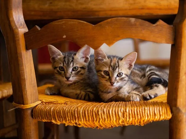 Understanding the Hidden Politics of Your Multi-Cat Household