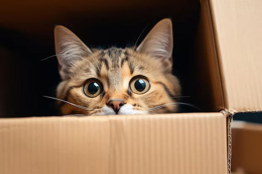 The Everyday Household Items Your Cat Secretly Loves and Owns