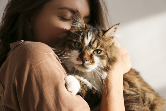 10 Scientifically Proven Ways to Make a Cat Like You