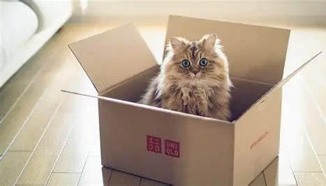 Why Do Cats Prefer Cardboard Over Expensive Toys? The Truth