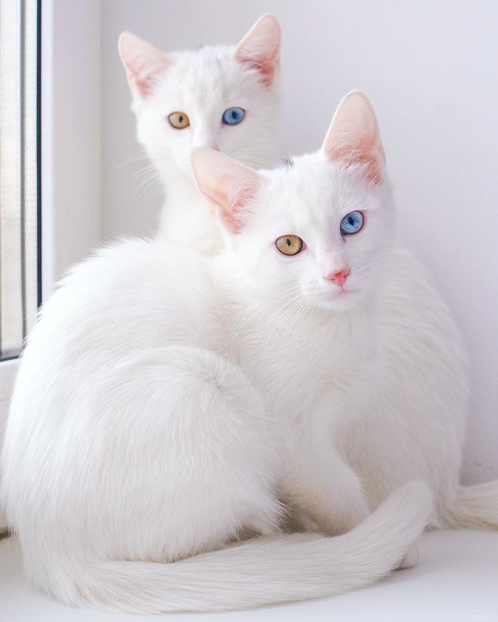 Can Cats Be Identical Twins? Exploring Feline Genetics