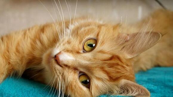 The Silent Ways Your Cat Is Asking for Attention and Your Love