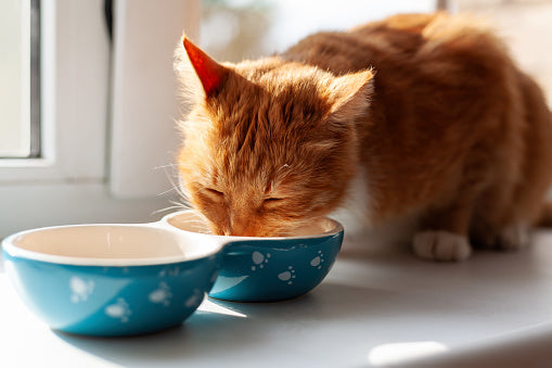 The Biggest Feeding Mistakes Cat Parents Make and How to Fix It