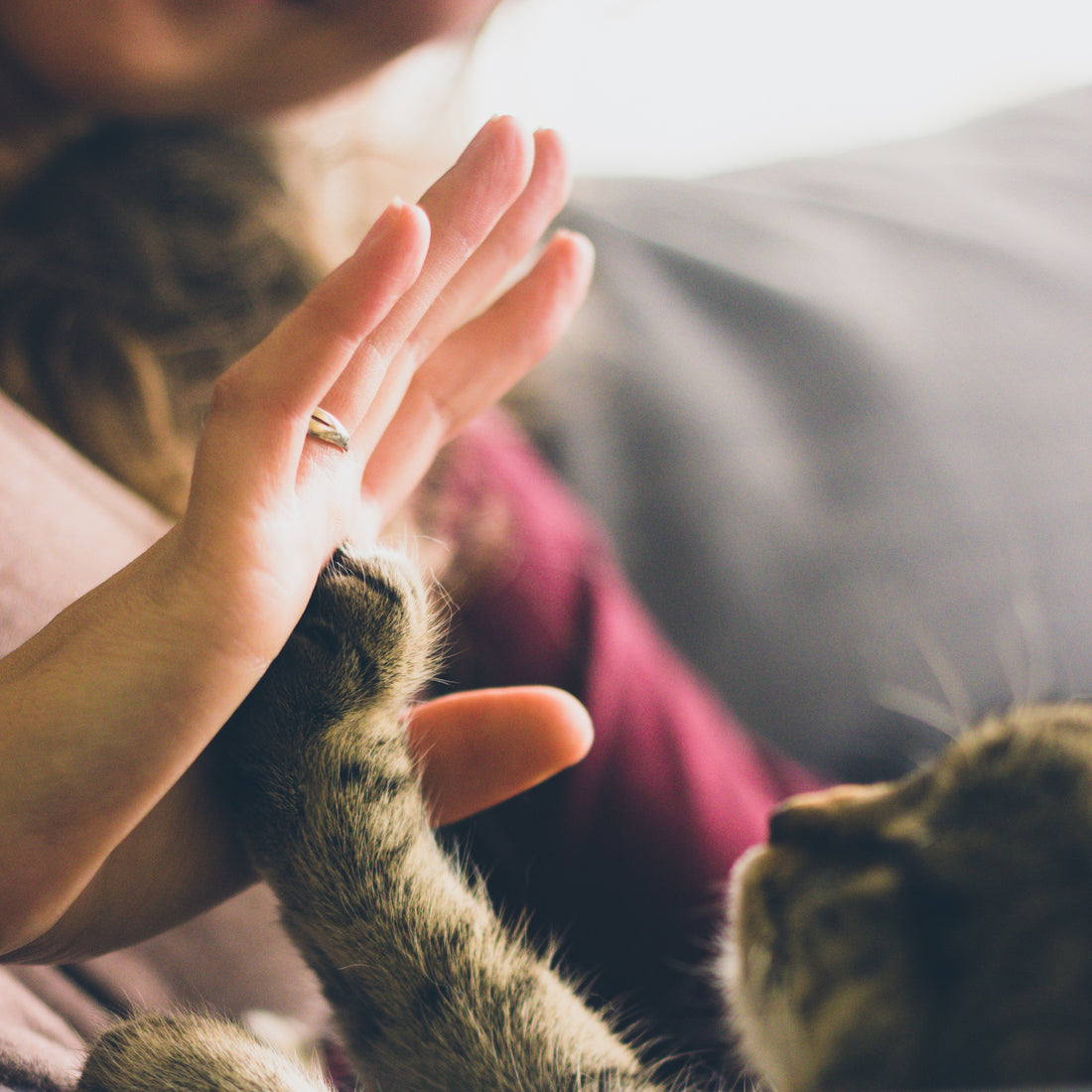 6 things about cat paws that are pawsitively fascinating.