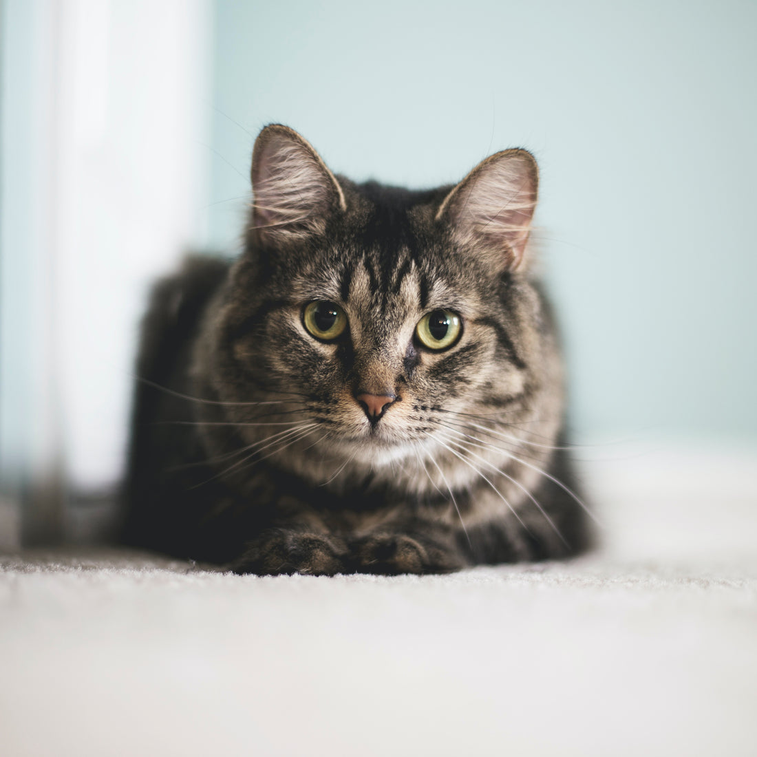 Exploring Cat Wellness: Tips For A Vibrant And Balanced Companion