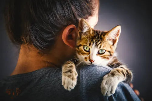Things Cat Parents Somehow Accept as Completely Normal Everyday