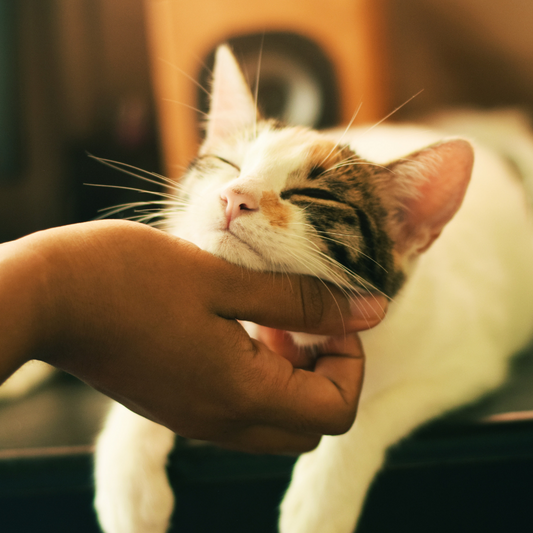 Do cats actually love their owners?