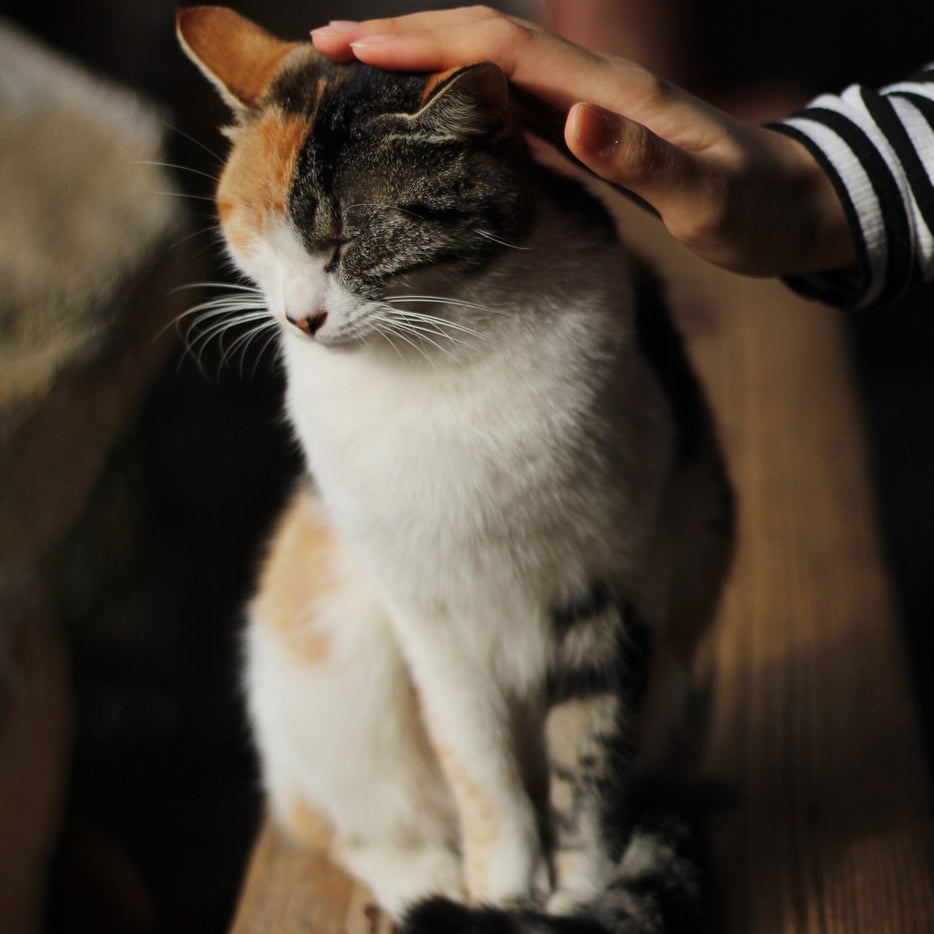 Have You Been Petting Your Cat Wrong?