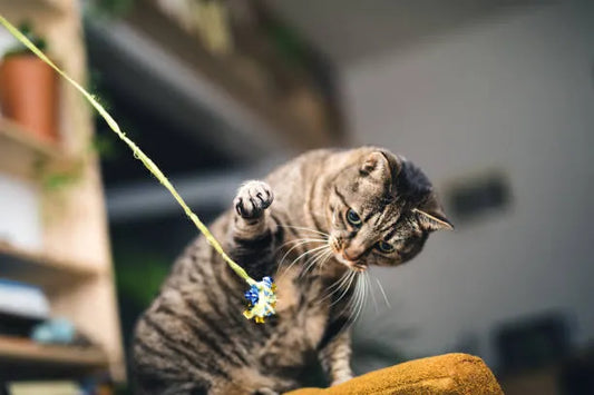 How to Create Hunting Time Indoors for a Happier Healthier Cat