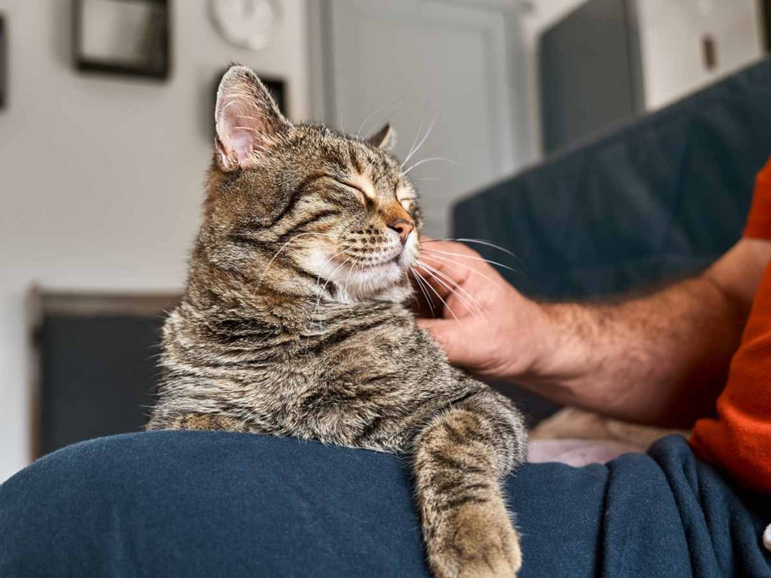 10 Surprising Ways Cats Show Affection That You Might Not Realize