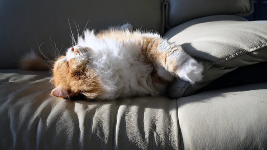 How to Keep Cats Comfortable and Safe During Summer Heat Waves