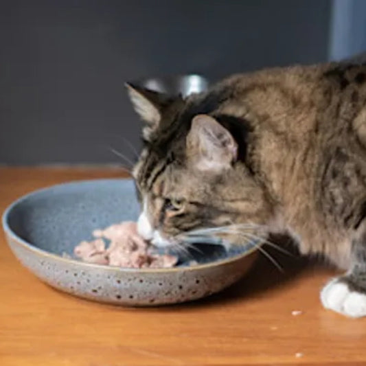 Understanding Protein Needs in Cats for a Healthier and Happier Life