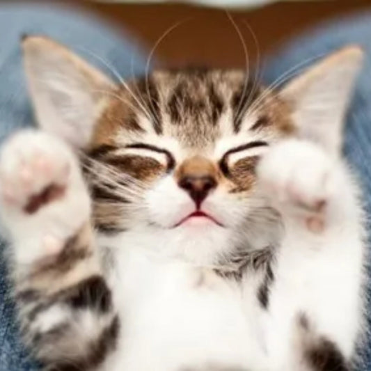 Kitten Socialization Guide | How to Raise a Calm and Confident Cat