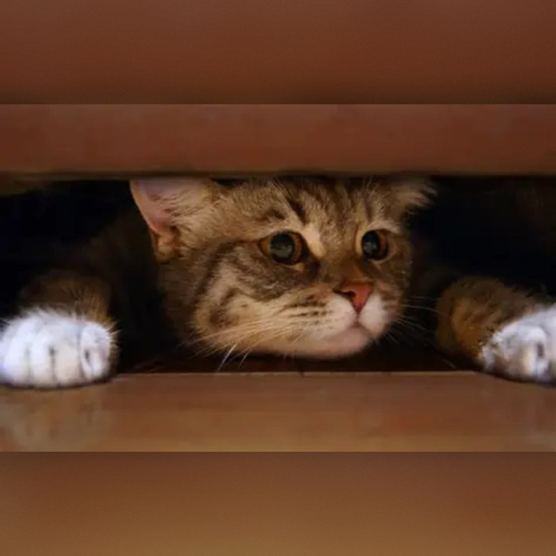 Hidden Household Noises That Stress Cats and How to Fix Them