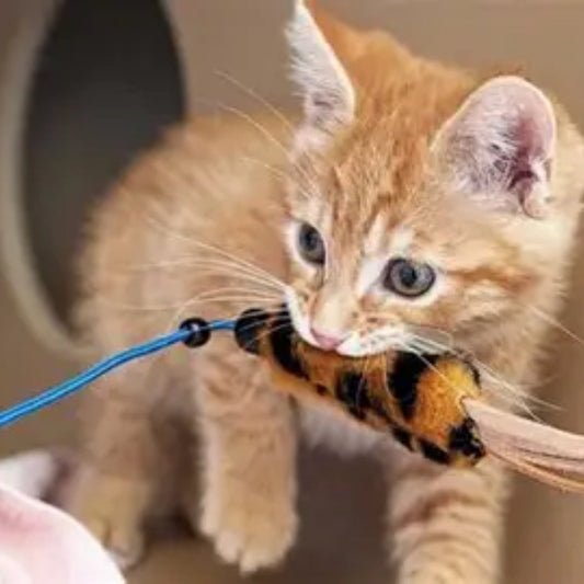 How to Tire Out an Energetic Kitten and Finally Sleep at Night