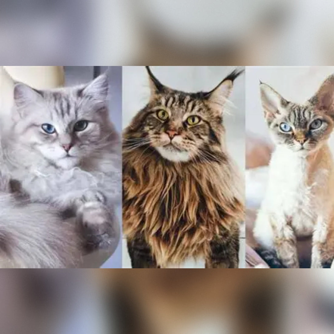 Quietest Cat Breeds for Apartment Living You Should Know About