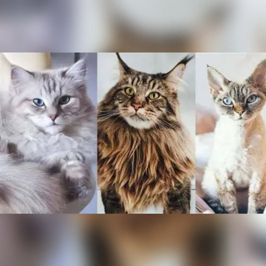 Quietest Cat Breeds for Apartment Living You Should Know About