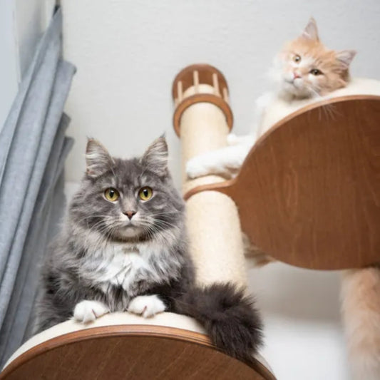 Why Cats Need High Places in the Home and How to Provide Them