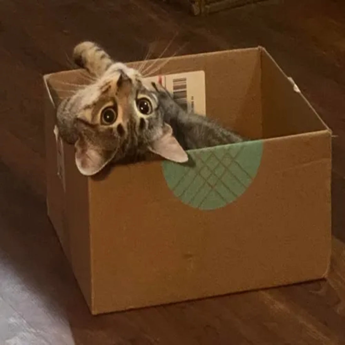 Why Do Cats Prefer Cardboard Over Expensive Toys? The Truth