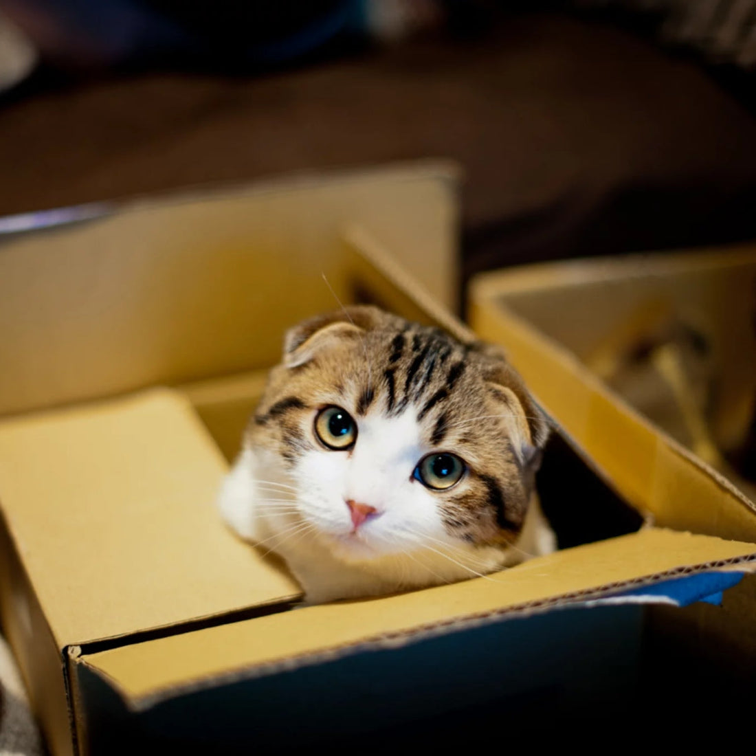 Why Cats Love Sleeping in Tiny Spaces and How to Use That Habit