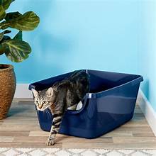 12 Common Litter Box Mistakes Every Cat Owner Should Avoid