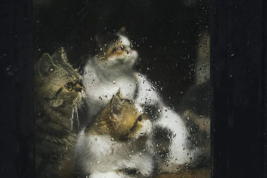 Best Indoor Activities for Cats During Storms and Rainy Days