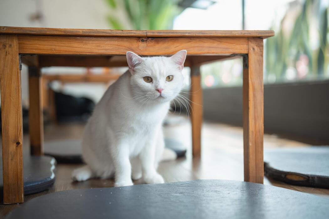 How to Create the Perfect Quiet Zone for Your Sensitive Cat Home