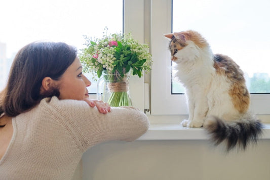 How Cats Learn Human Routines and Why Consistency Matters Most