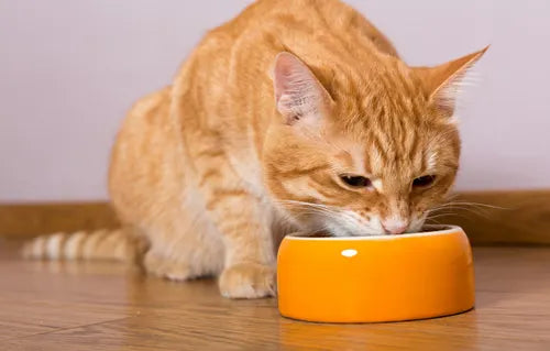 Everyday Human Foods That Cause Digestive Upset and Harm in Cats