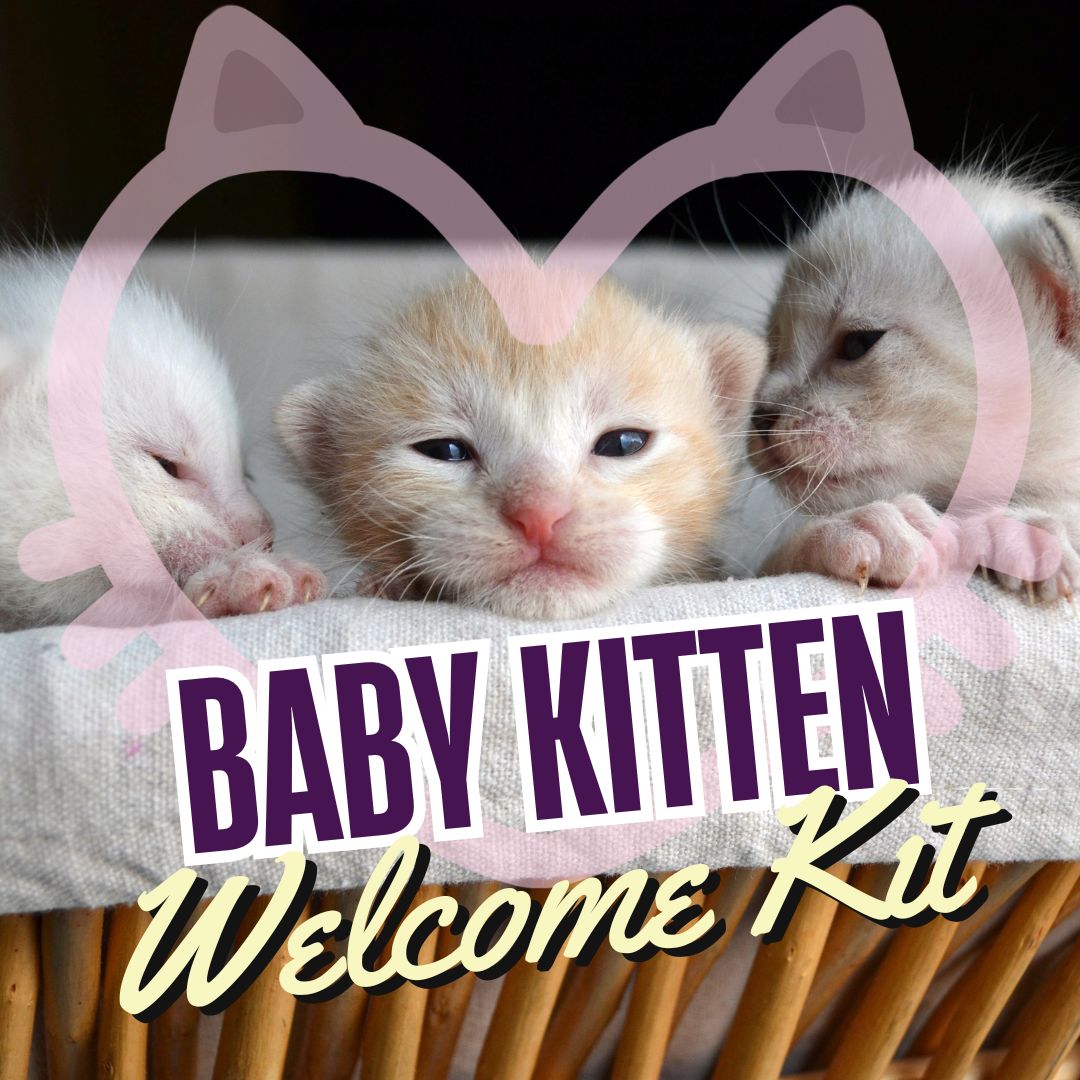 Baby Kitten Welcome Kit