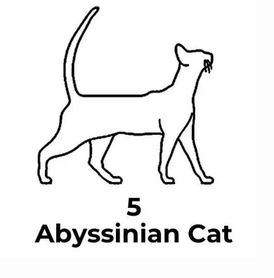 Line drawing of an Abyssinian cat with the number 5 below it on a white background.