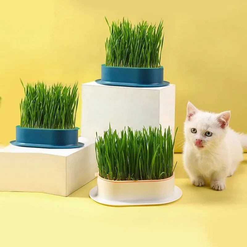 Affordable and easy cat grass grower for pet owners