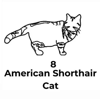 Black and white line drawing of an American Shorthair cat with text below.