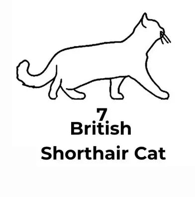 Black line drawing of a British Shorthair cat with text on a white background