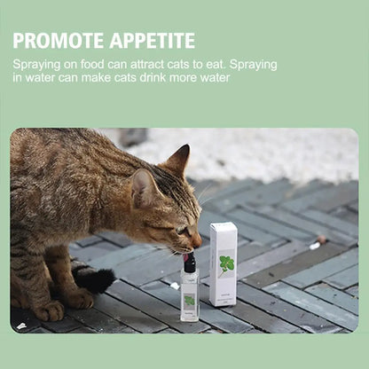 Cat interacting with a pet product on a wooden deck