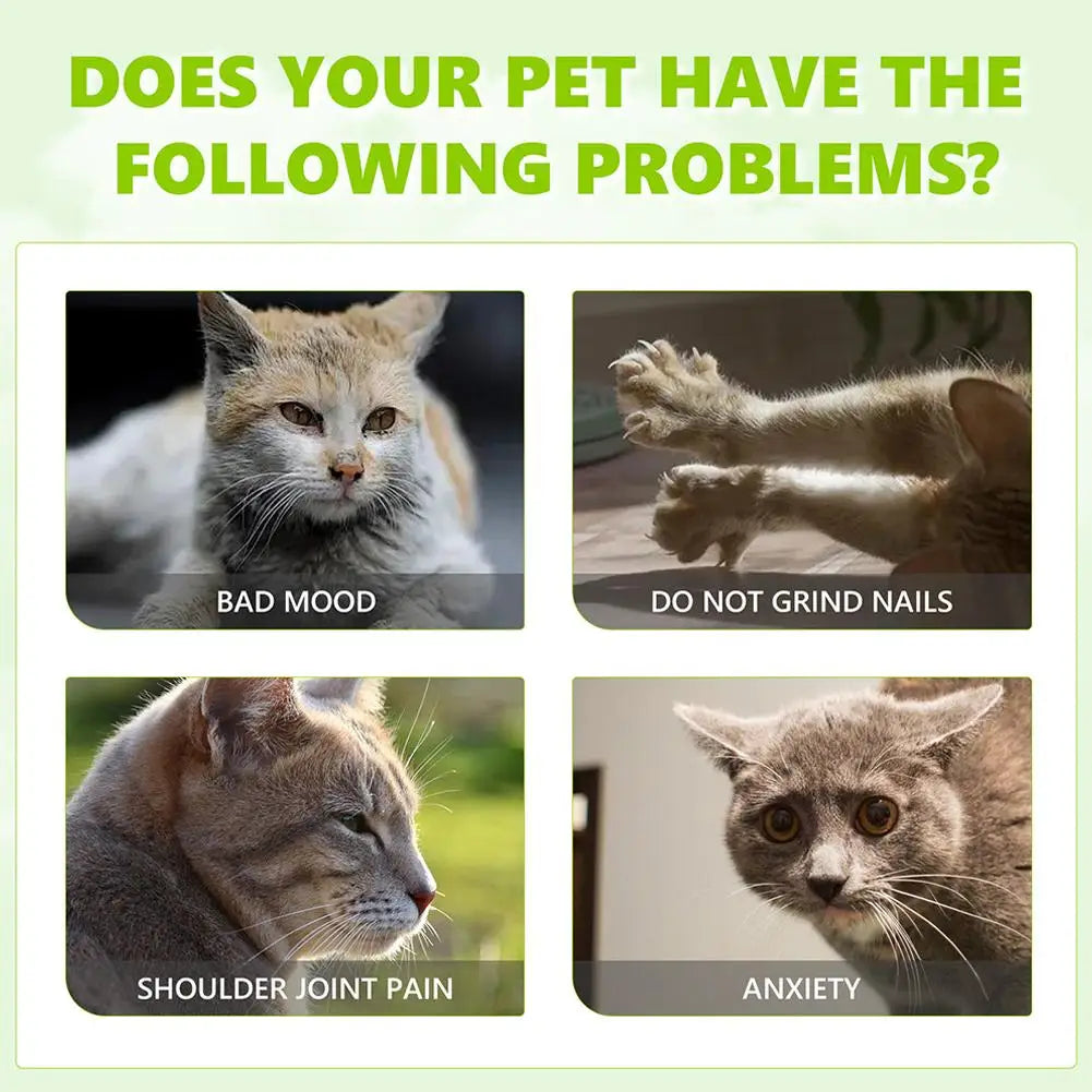 Cat with text labels for different issues on a green background