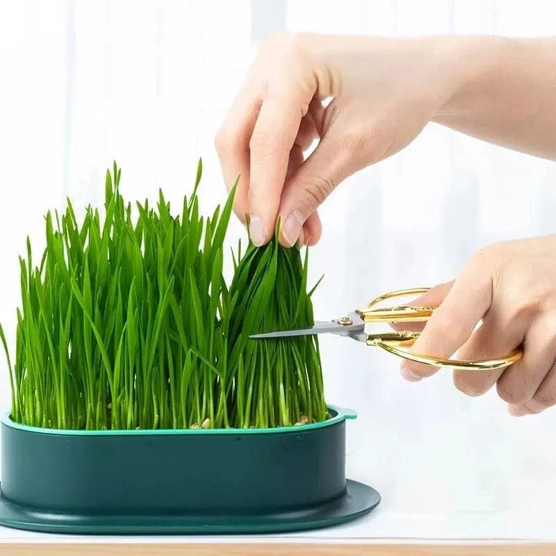 Compact cat grass planter for indoor cats