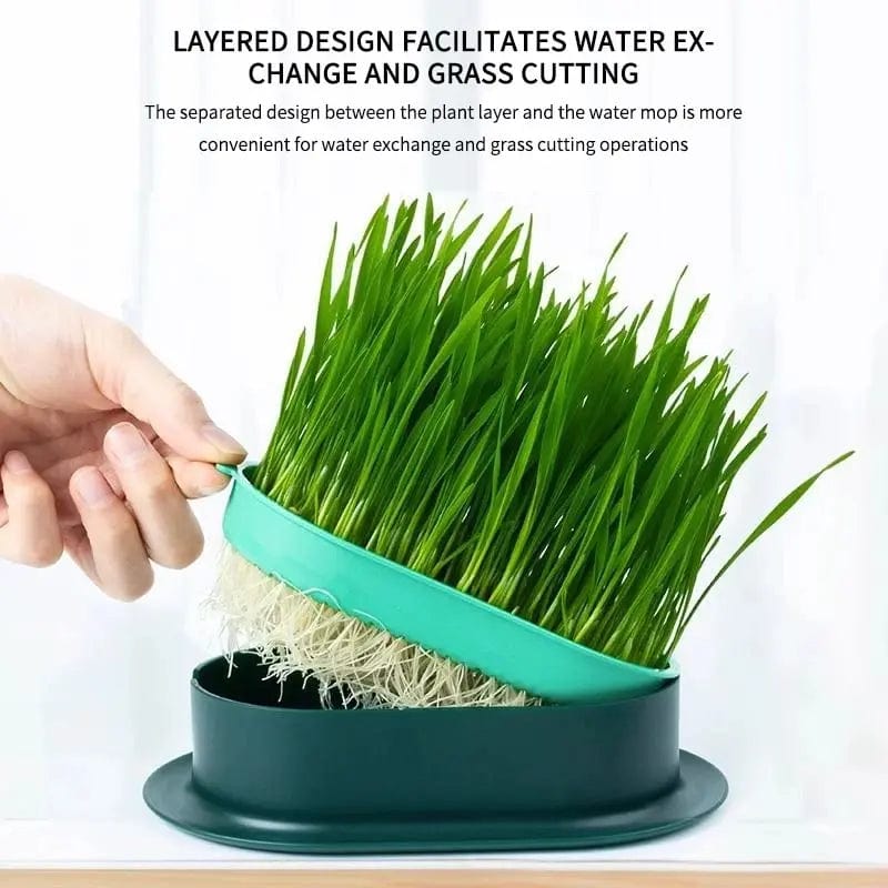 Easy cat grass grower dish for healthy indoor cats