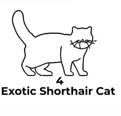 Black line drawing of an exotic shorthair cat on a white background