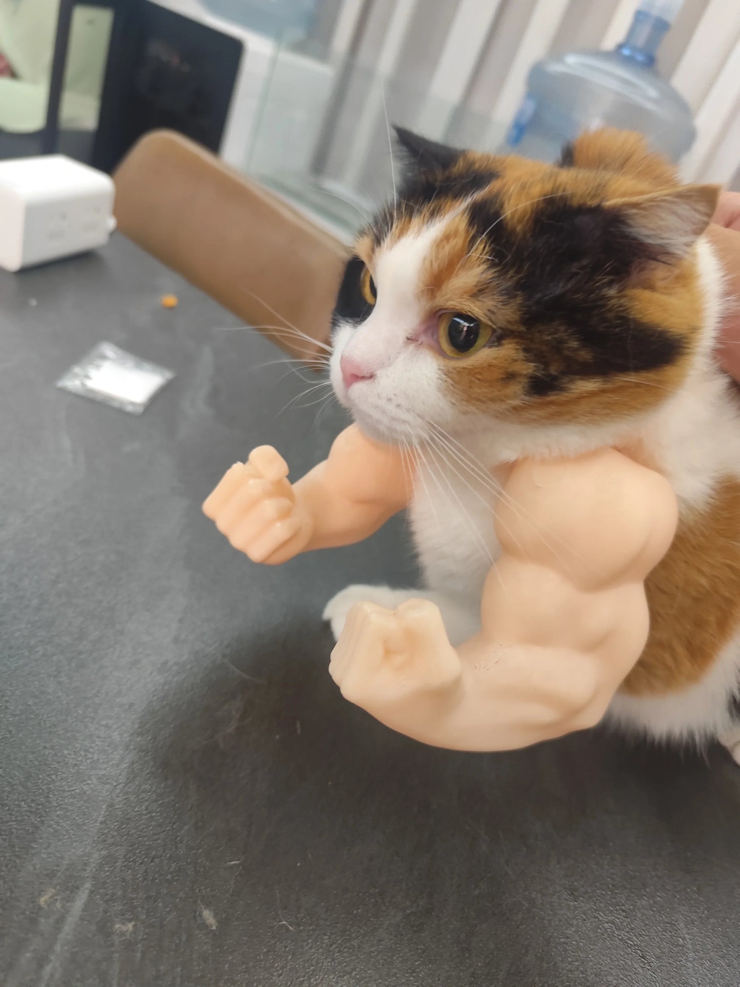 Kitten Wearing Hulk Muscle Arms