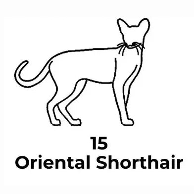 Black line drawing of an Oriental Shorthair cat with text on a white background