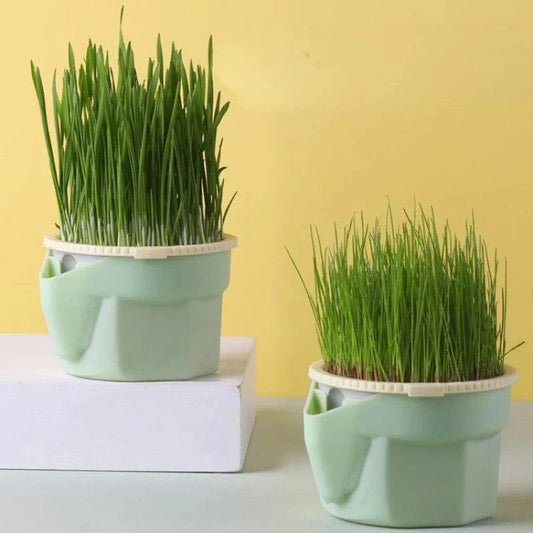 Hydroponic Plant Cat Grass Pot