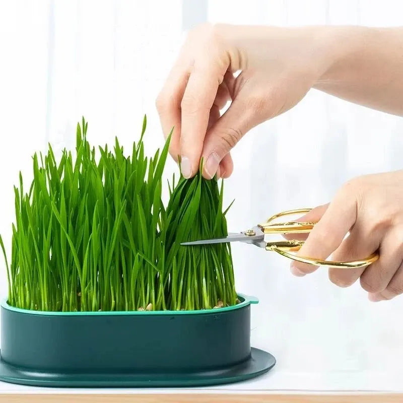 Cat Easy Grass Grower Dish