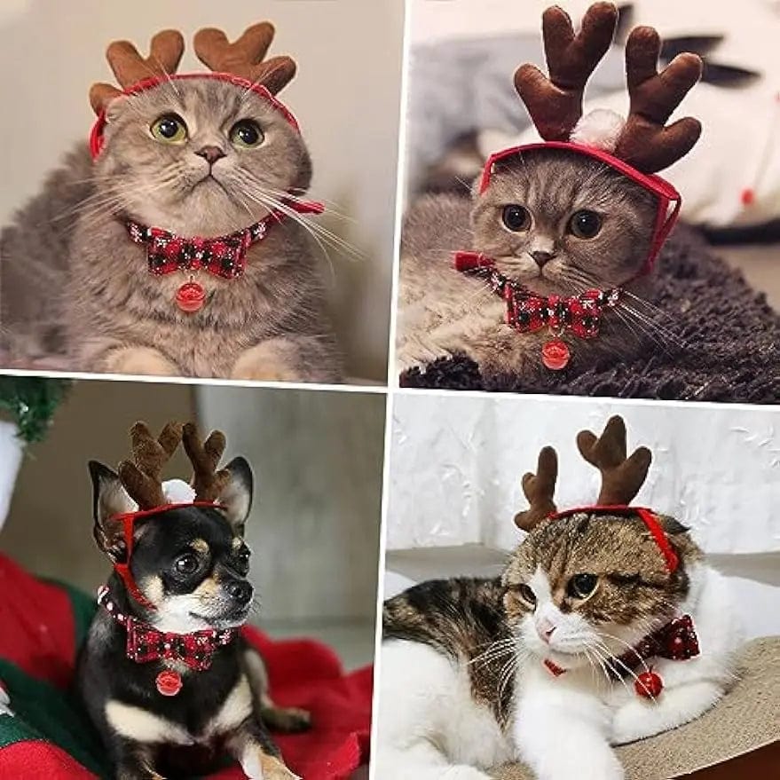 Cat Reindeer & Collar for Christmas