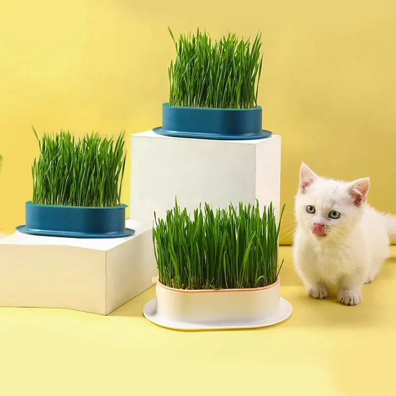 Cat Easy Grass Grower Dish