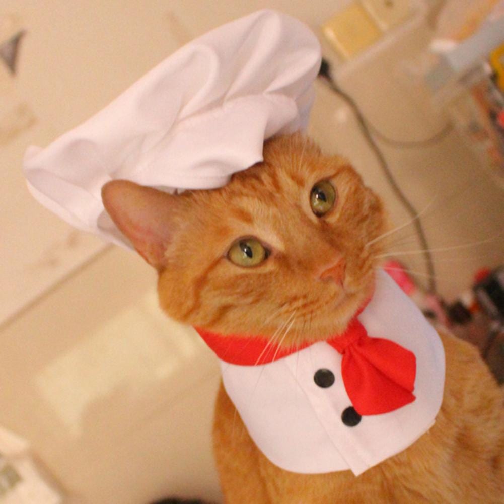 Cat dressed as a chef with a cute hat